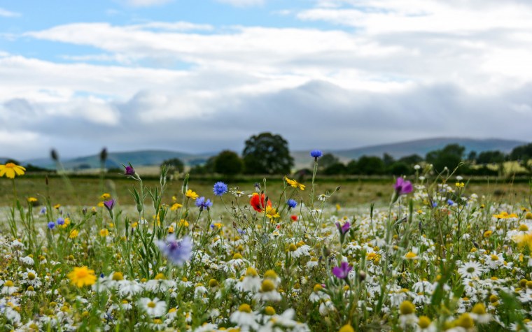 Васильковое поле Шаврина