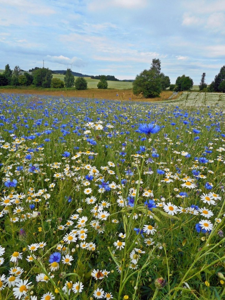 Картинки на рабочий стол лето полевые цветы