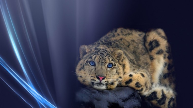 Минимализм животные