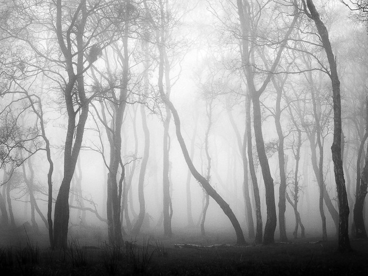 Туманный лес Таганай