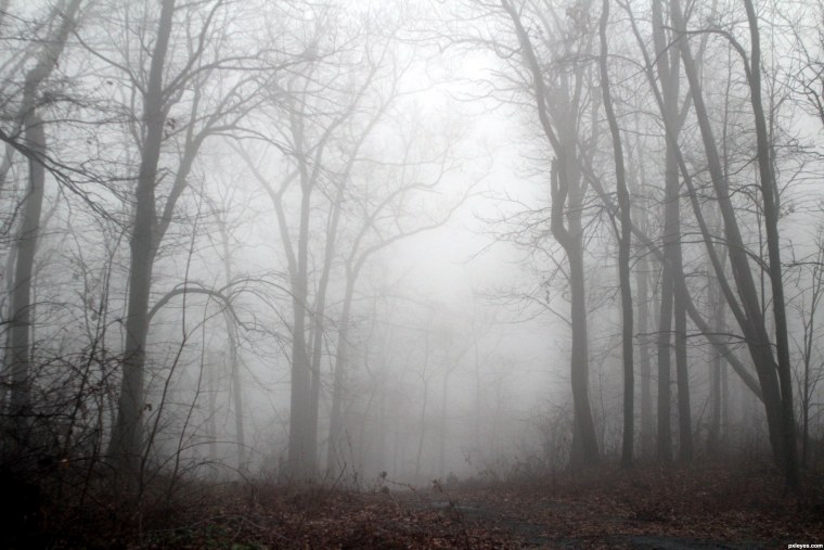 Темный лес в тумане