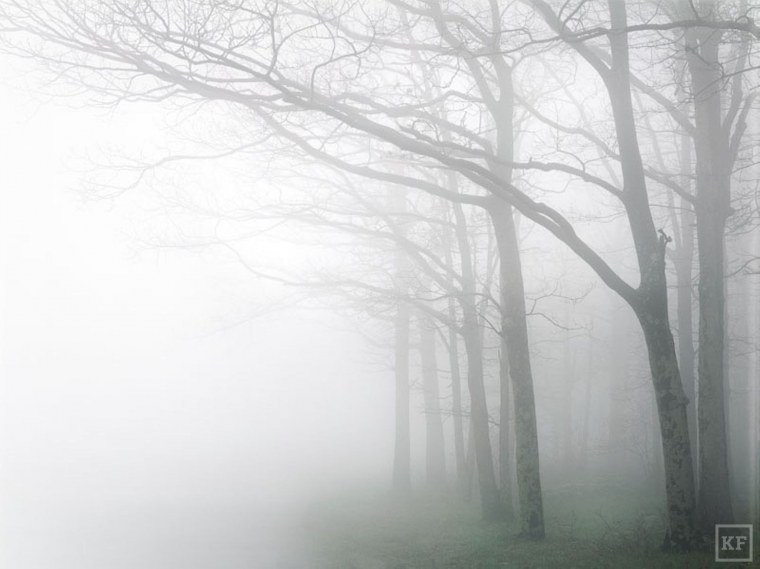 Лес в тумане