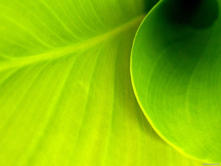 Грин Эппл Green Apple