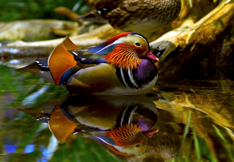 Утка Мандаринка