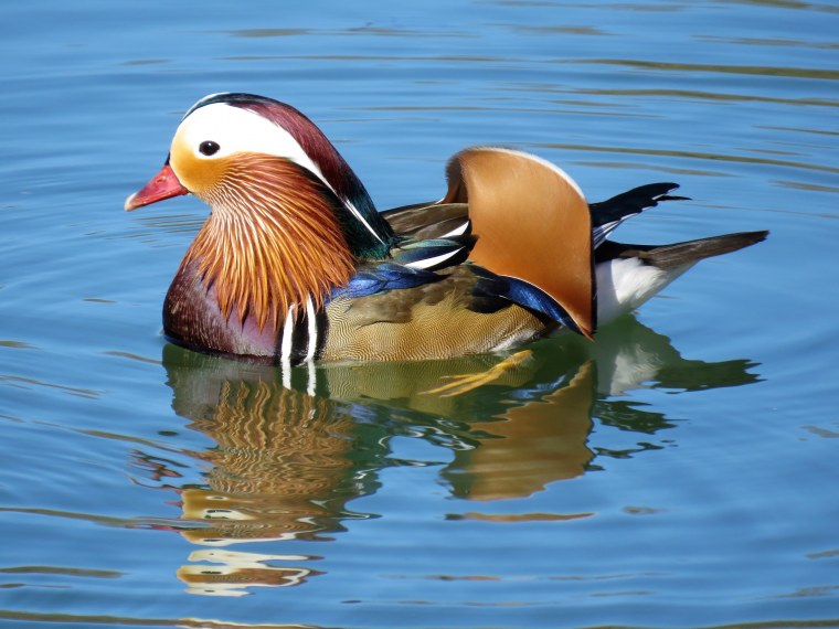 Утка Мандаринка краснокнижная