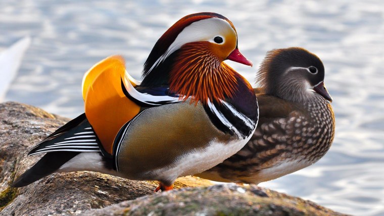 Утка Мандаринка