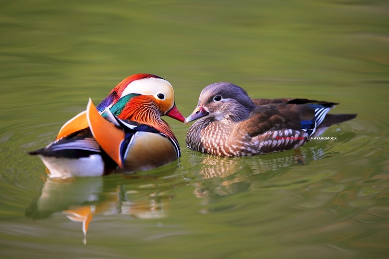 Самка утки мандаринки