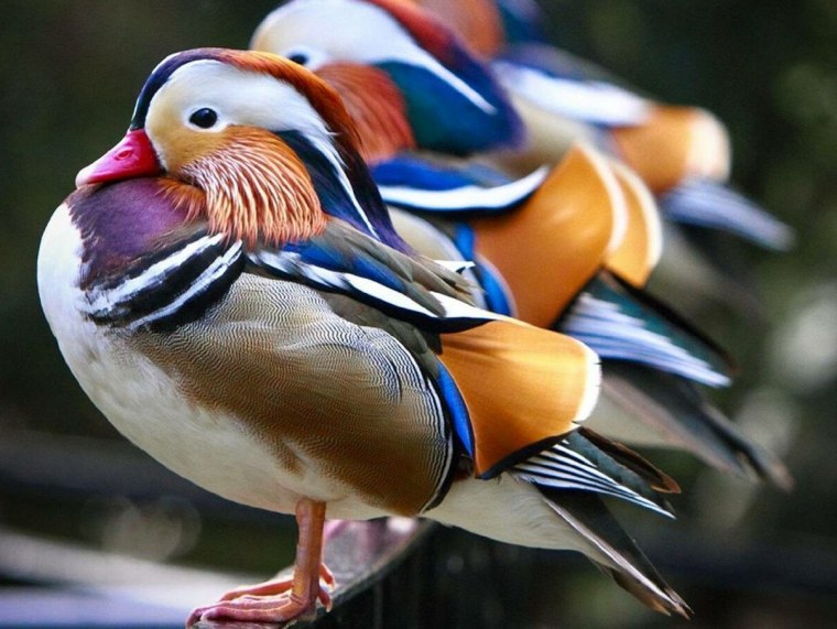 Утки мандаринки