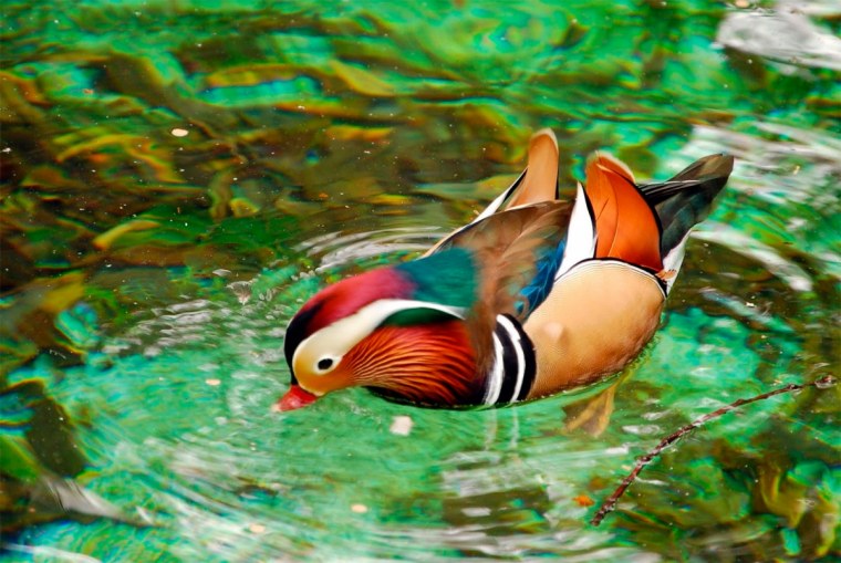 Птица утка Мандаринка