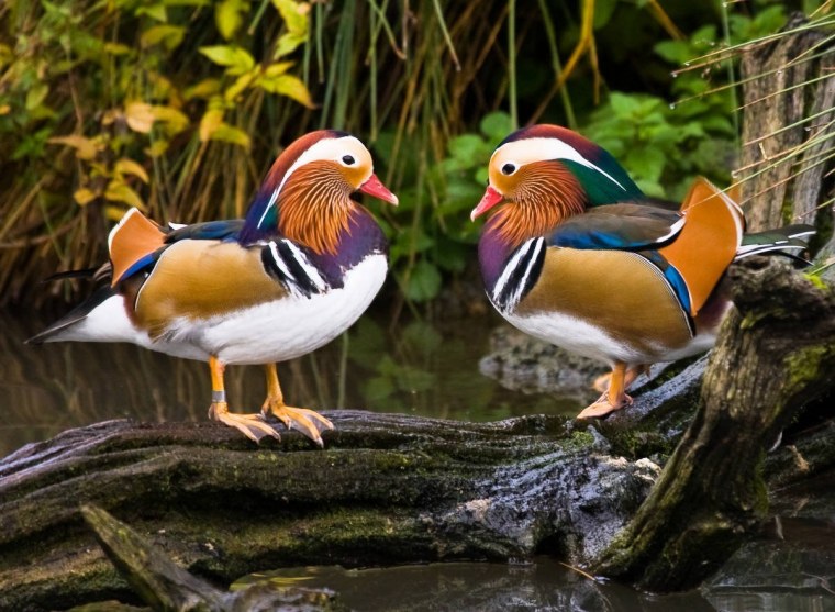 Уссурийская Тайга утка-Мандаринка