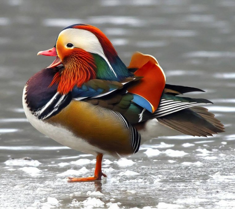 Утка Мандаринка