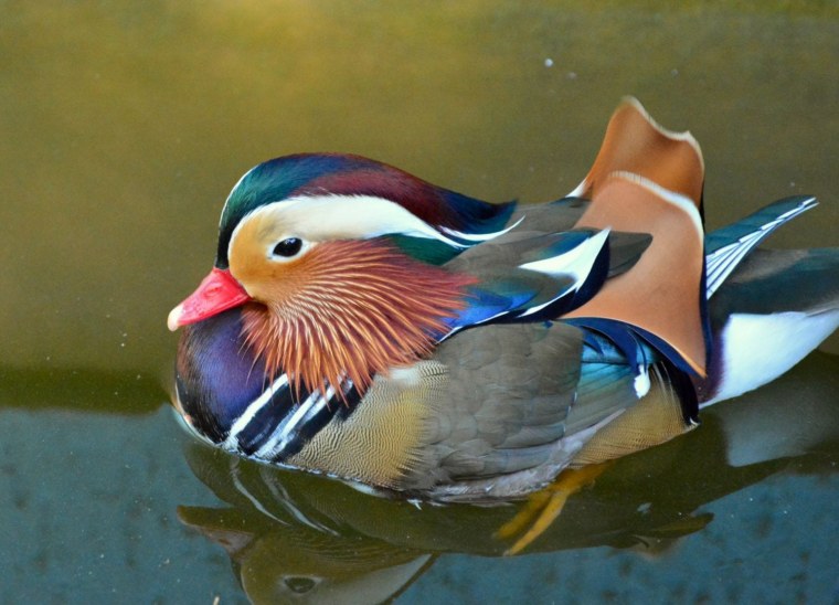 Утка Мандаринка самка