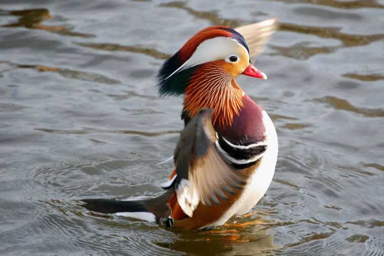 Уточка Мандаринка самка