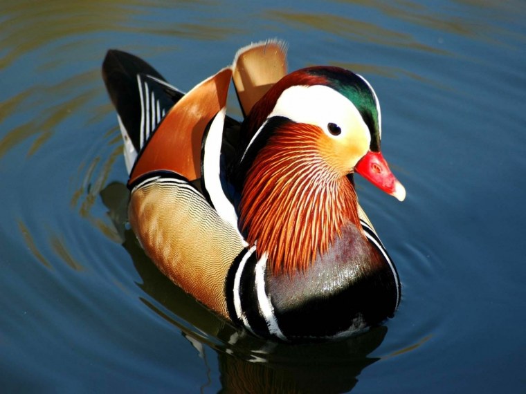 Селезень утки мандаринки