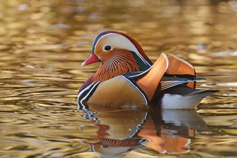 «Утка Мандаринка (Aix galericulata