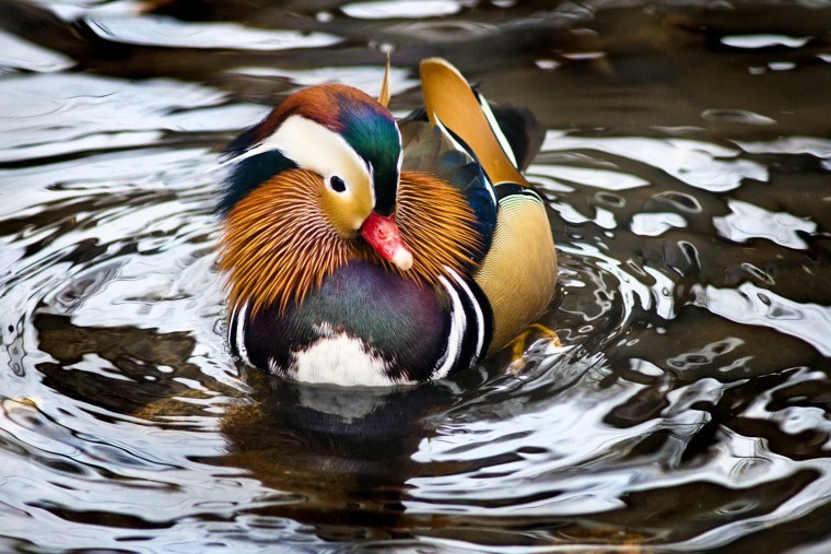 Утка Мандаринка