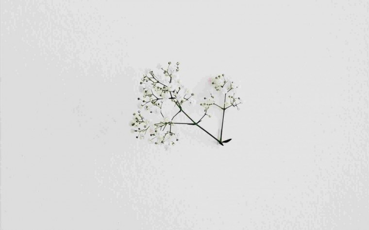 Растения арт Минимализм