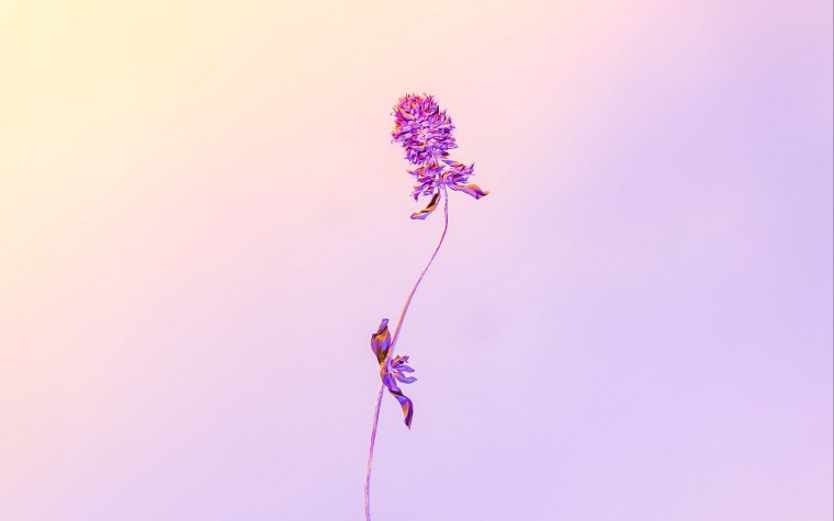 Обои на рабочий стол Пинтерест