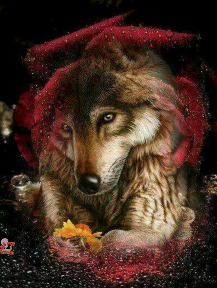 Красивый волк с розой