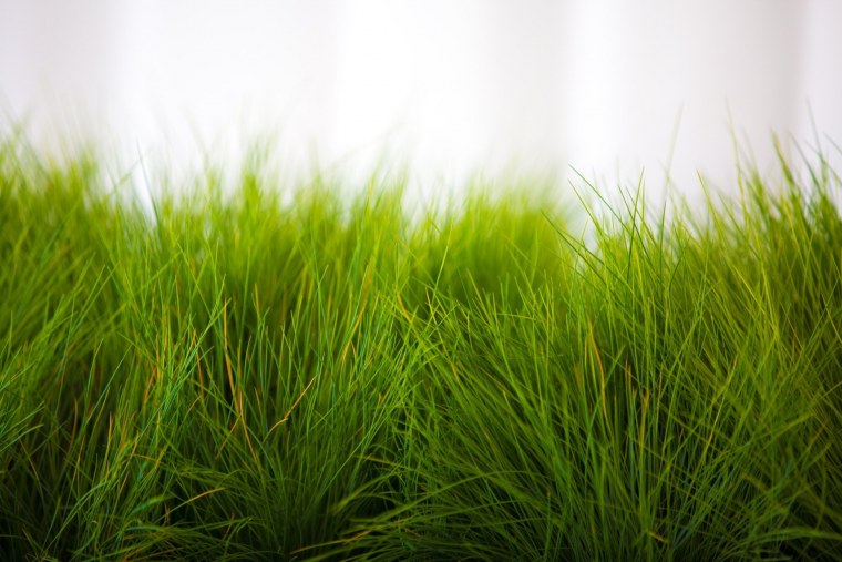 Трава Грасс