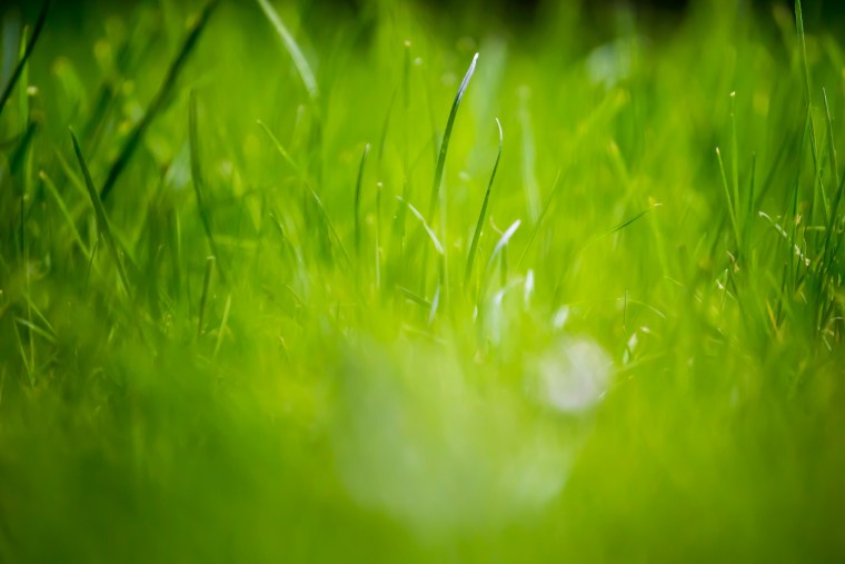 Газон текстура