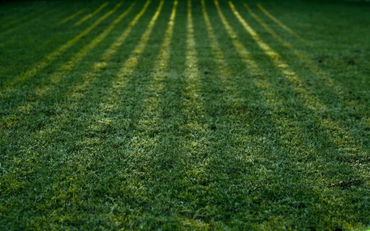 Трава Поляна