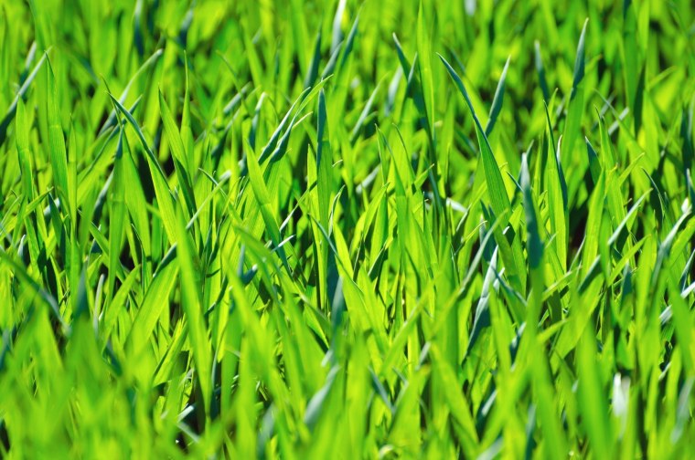 Тимофеевка Луговая для газона