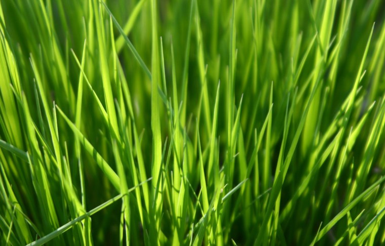 Зеленый луг