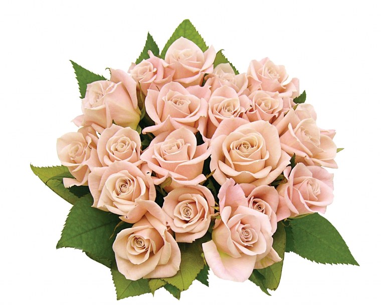 Розовые розы