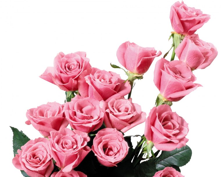 Цветы без фона