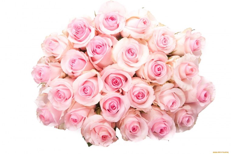 Розовые розы