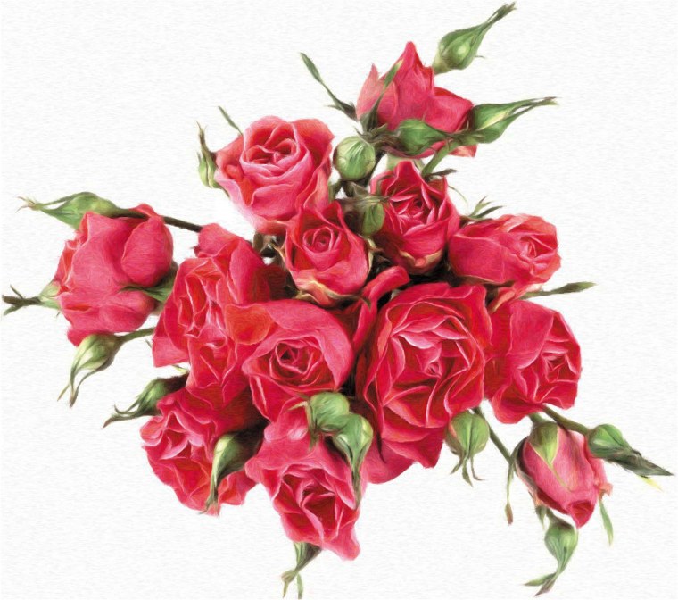 Самые красивые цветы на белом фоне