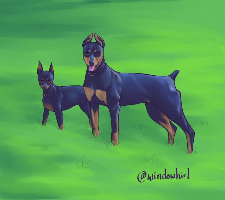 Фурри Доберман