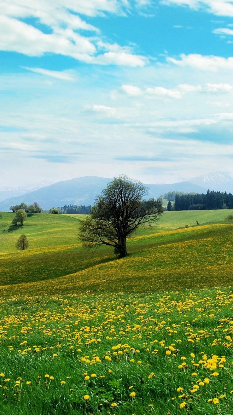 Пейзаж поля леса дома
