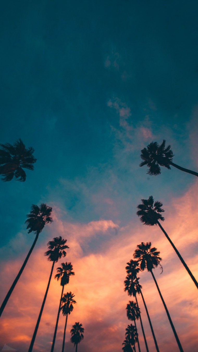 Пальмы Эстетика