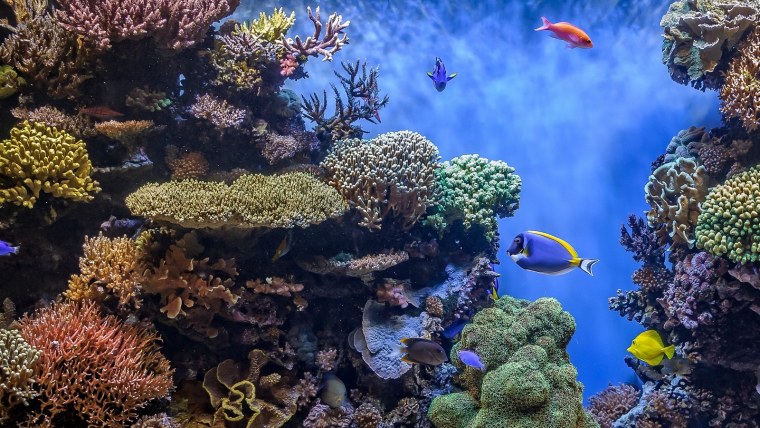 Большой Барьерный риф медузы