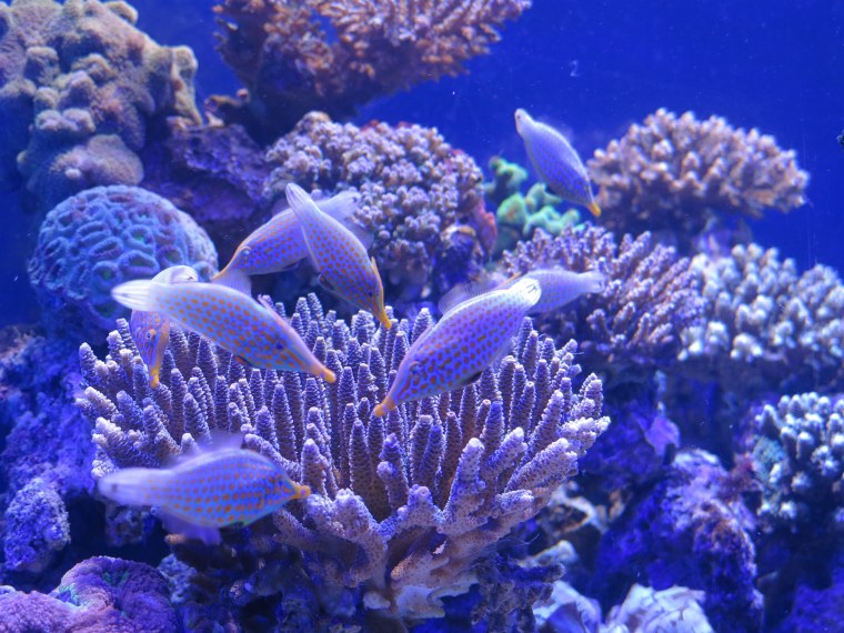 Морское дно коралловый риф