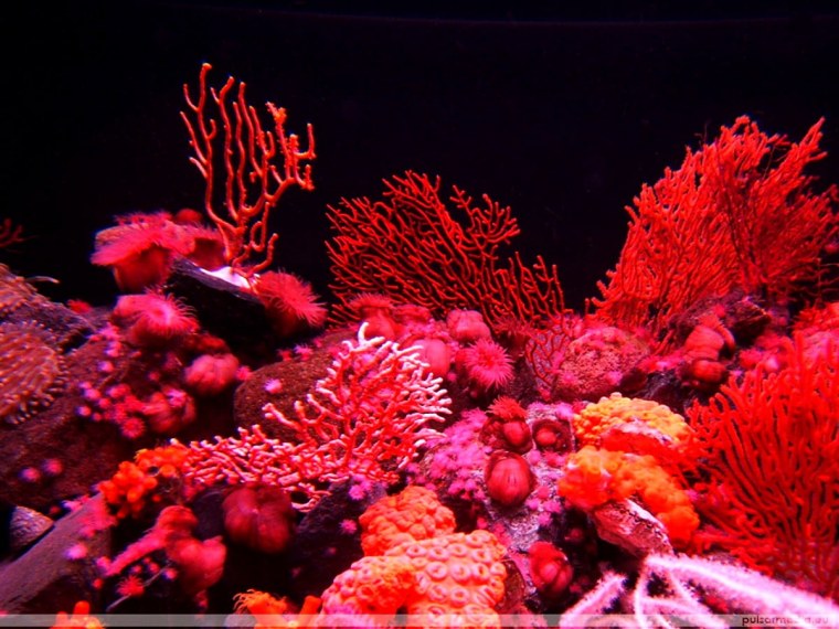 Коралловый риф Египта скалярии