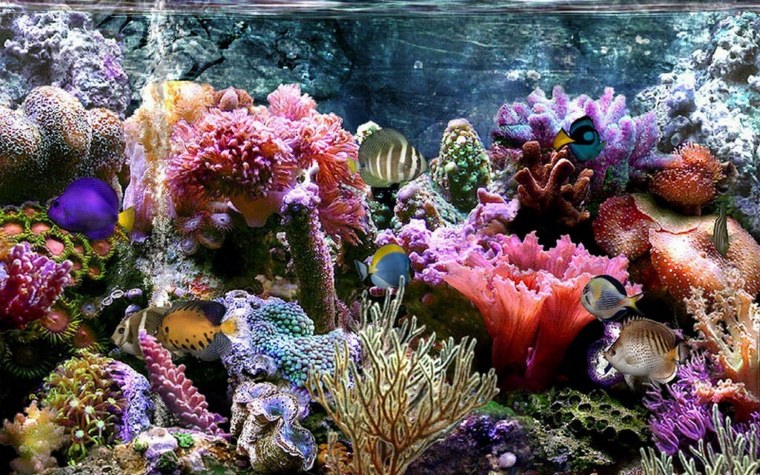 Рифы в океане