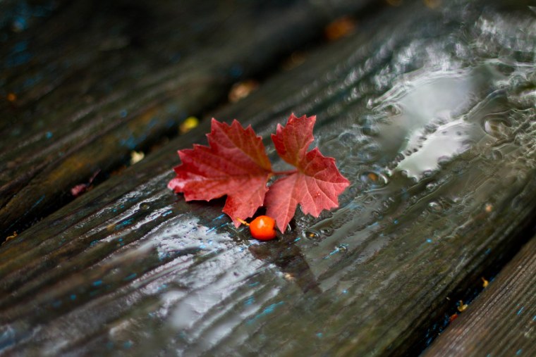 Осенний Минимализм