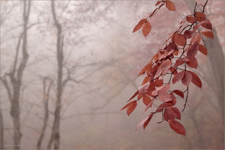 Осенние листья Минимализм