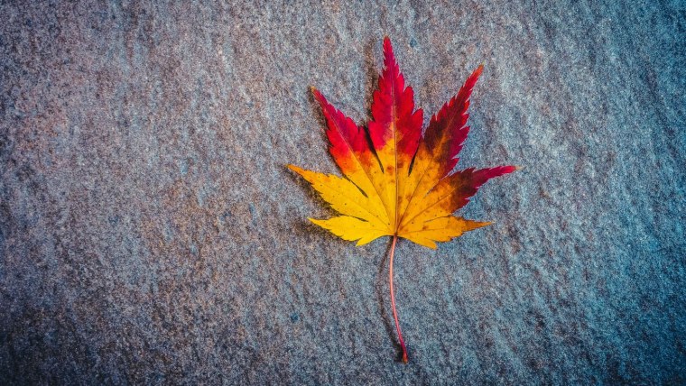 Лес в тумане