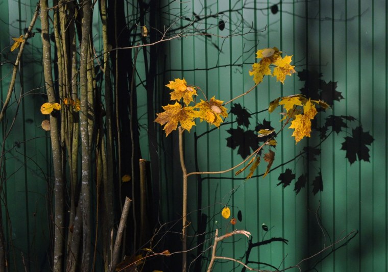 Красивые листья