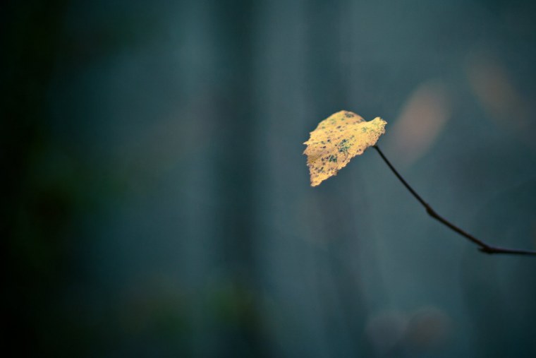 Листья на деревянном полу