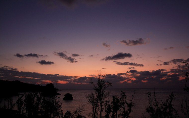 Розовый лес корни