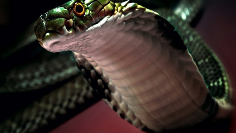 Королевская Кобра черная