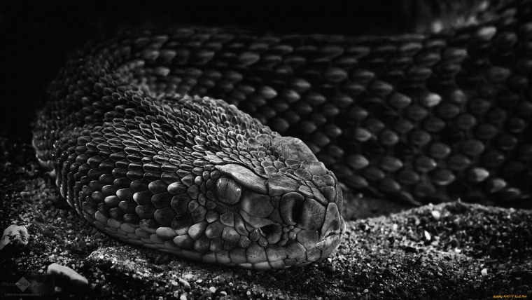 Черношейная Кобра