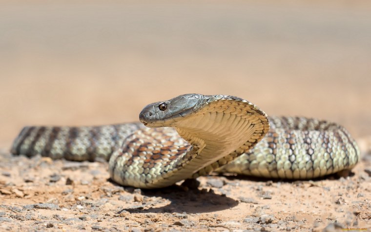 Красивая змея арт