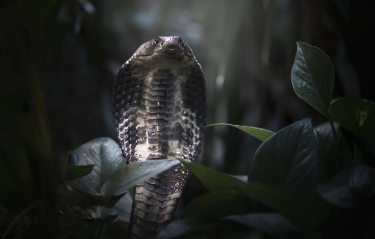 Синий Крайт змея