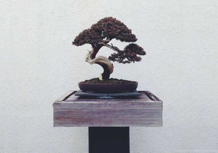 Икадабуки бонсай